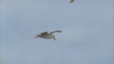 slow flying hovering over grassy nest area colony in background on beach