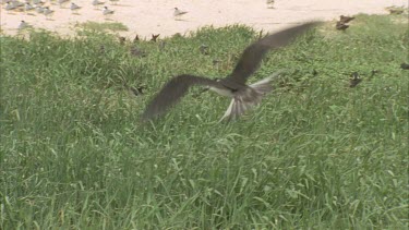 slow flying hovering over grassy nesting area