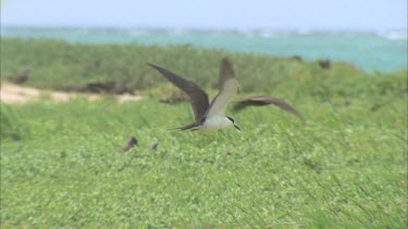 birds hovering over tall coastal grass blowing in the wind