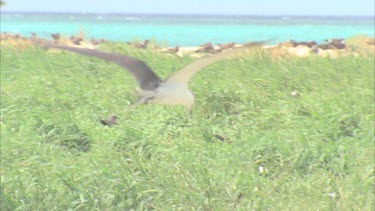 slow flying over nesting ground then lands