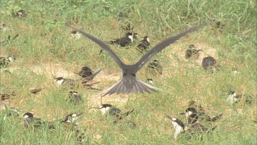 slow flying over nesting ground then lands feeds mate then flies away again