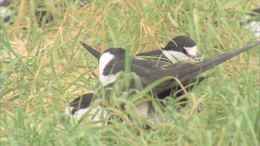 mating in grass