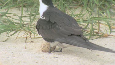 adult stands over egg protectively moves it with beak then sits on it