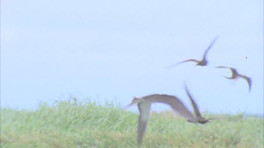 slow flying into wind hovering over grassy nesting area lifting off into the sky