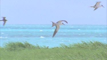 single tern flying slowly into the wind hovering over ocean against sky other birds in and out of frame