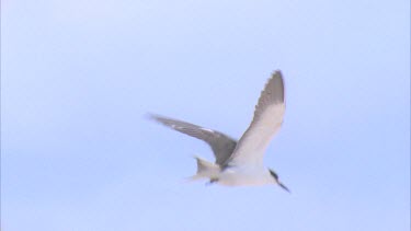 single slow flying hovering over ocean against sky other birds in and out of frame