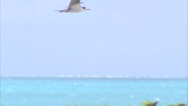 single tern flying into wind hovering over grassy colony then lands