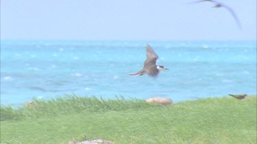 single tern flying into wind hovering against sky and then over grassy colony then looks for somewhere to land lands