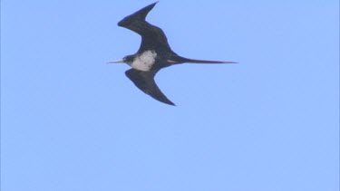 single bird flying against blue sky gliding