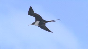 single bird flying against blue sky with some cloud gliding