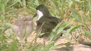 parent feeding young hatchling in grass well camouflaged