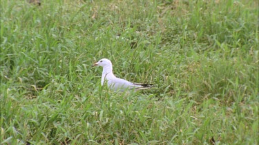 single gull in grassy colony terns attack