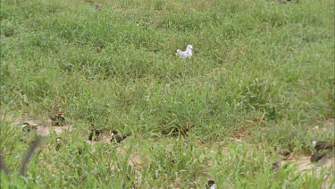 single gull in grassy colony terns attack