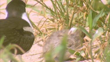 well camouflaged young hatchling hides in grass