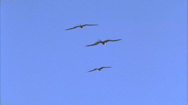 three birds flying against blue sky gliding