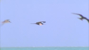 bird flying over grassy colony