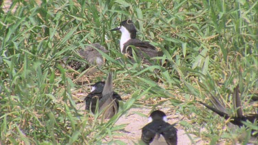 well camouflaged young hatchling in grass begging regurgitated food from parent