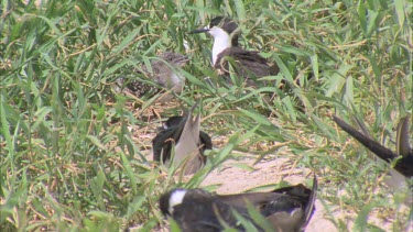 well camouflaged young hatchling in grass begging regurgitated food from parent