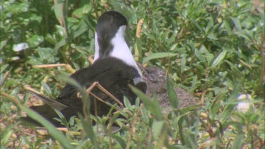 young hatchling begging and parent feeds regurgitate in grass well camouflaged