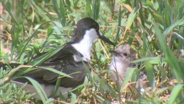 young hatchling begging and parent feeds regurgitate in grass well camouflaged