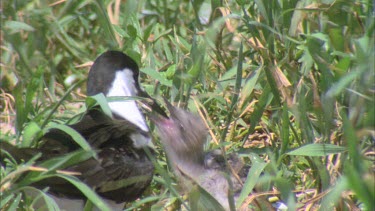 young hatchling begging and parent feeds regurgitate in grass well camouflaged