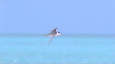 tern flying over ocean and against blue sky