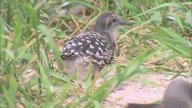 young few weeks old chick in undergrowth