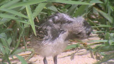 young downy few weeks old chick in undergrowth