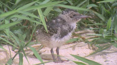 young few weeks old chick in undergrowth takes a few steps and flaps its wings