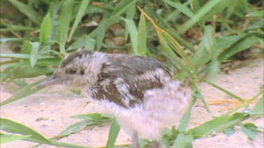 young few weeks old chick walks through grass looking at feet