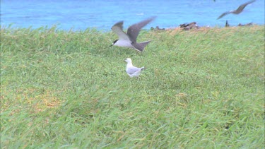 single gull in grassy colony terns attack