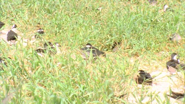 male mates with female partially obscured by grass