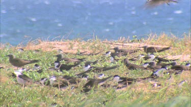 terns sitting on grassy dune above ocean