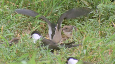 young few weeks old chick chirping hiding in undergrowth Non related adult flies in ignores chick