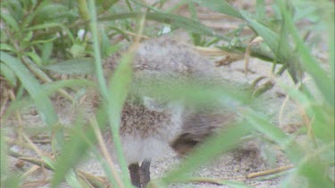 young few weeks old chick hiding in long grass