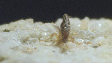 flea walking across surface rubbing legs together