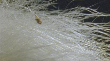 flea crawling through cat fur