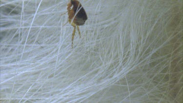 flea crawling through cat fur