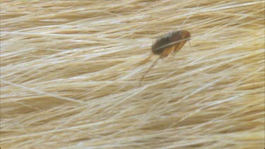 flea crawling through cat fur disappears under fur