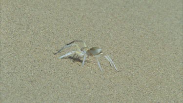 spider poised on sand