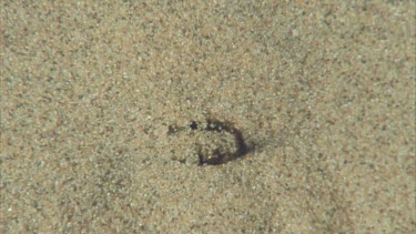spider covering mouth of burrow with sand digging sand out of burrow