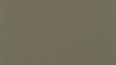 spider rolling down sand dune comes to rest shot sol mo