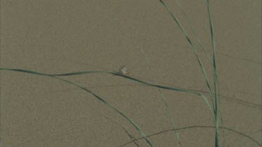spider rolling down sand dune comes to rest shot sol mo Grass in foreground