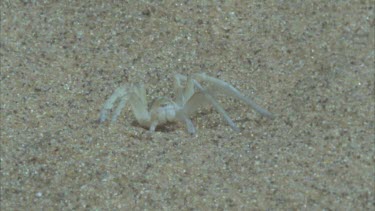 spider circles on surface of dune and burrows into sand