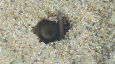 covering mouth of burrow with sand