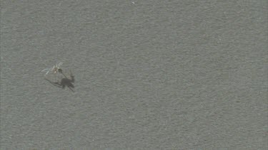 spider scurrying over surface of dune midday sun directly overhead