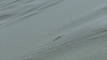 spider burrowing into dune wasp scurries across in background