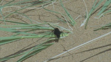 parasitic wasp scurrying hunting