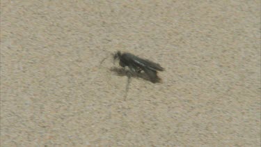 parasitic wasp scurrying hunting moves out of frame