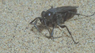 wasp cleaning antennae and mouth mandibles